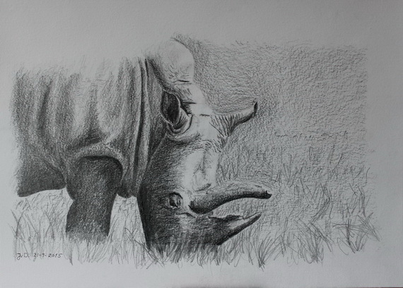 Hvidt Næsehorn, Knuthenborg Safaripark